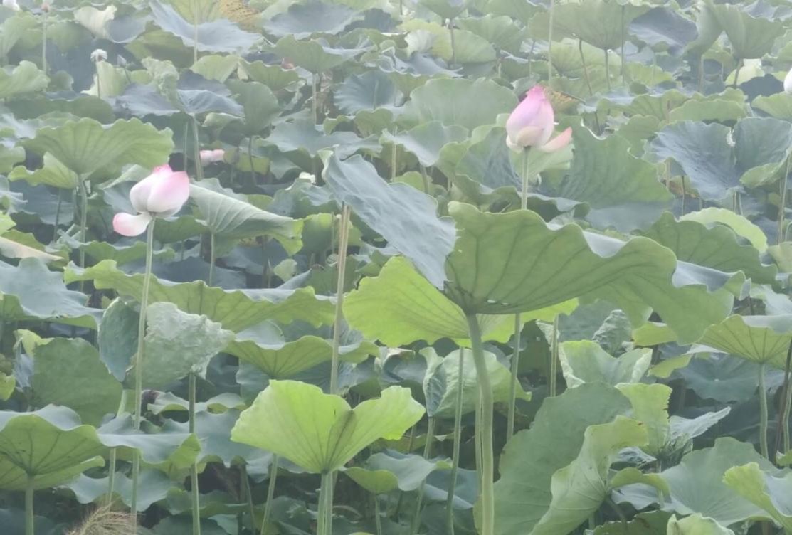 崇贤村 · 荷花塘